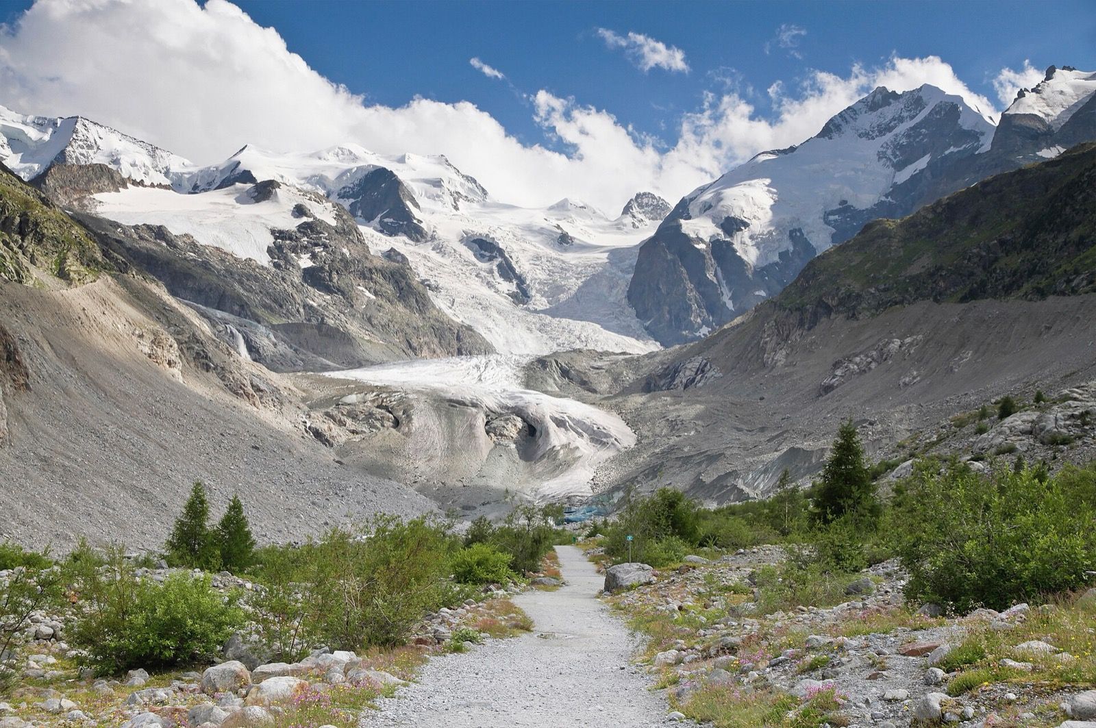 A gravel path lined with wildflowers and young larches leading toward the Morteratsch Glacier and snow covered peaks under a blue summer sky